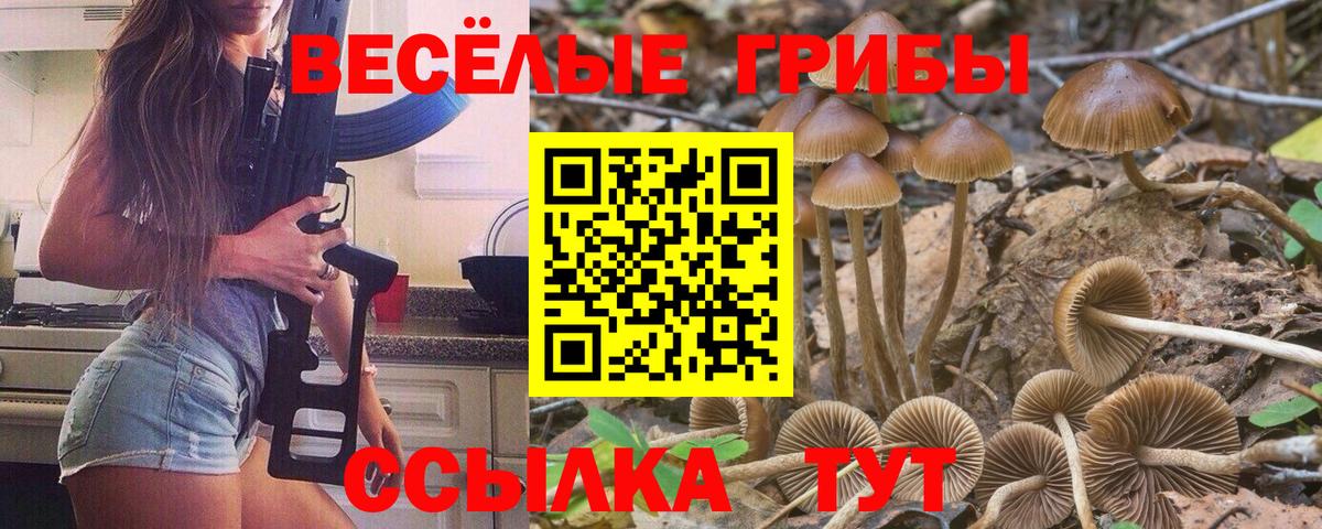 Галлюциногенные грибы Psilocybine cubensis  Вход с VPN  Псилоцибиновые грибы MAGIC MUSHROOMS  Асино 